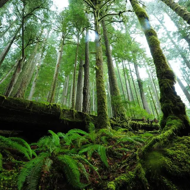 forêt luxuriante