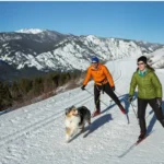 Le ski joëring avec son chien : une activité hivernale ludique et sportive pour partager avec votre compagnon à quatre pattes ski joëring avec son chien