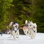 chiens de traineau dans la neige