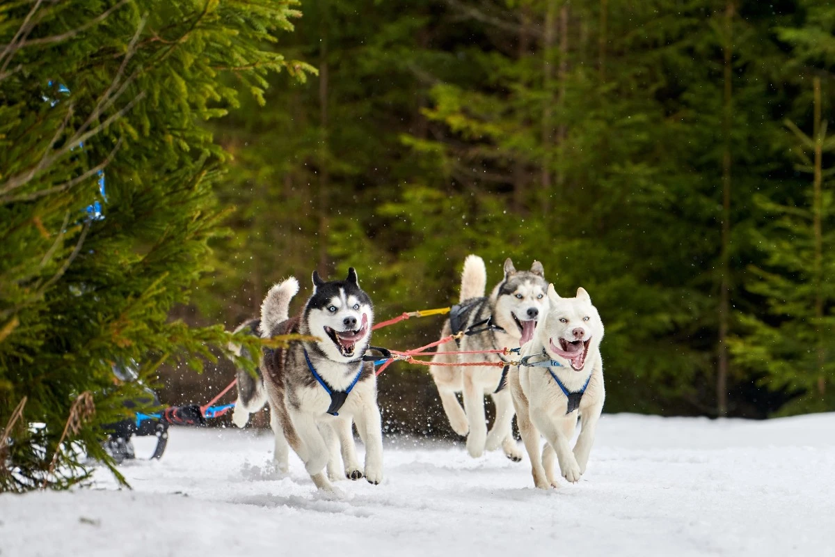 chiens de traineau dans la neige
