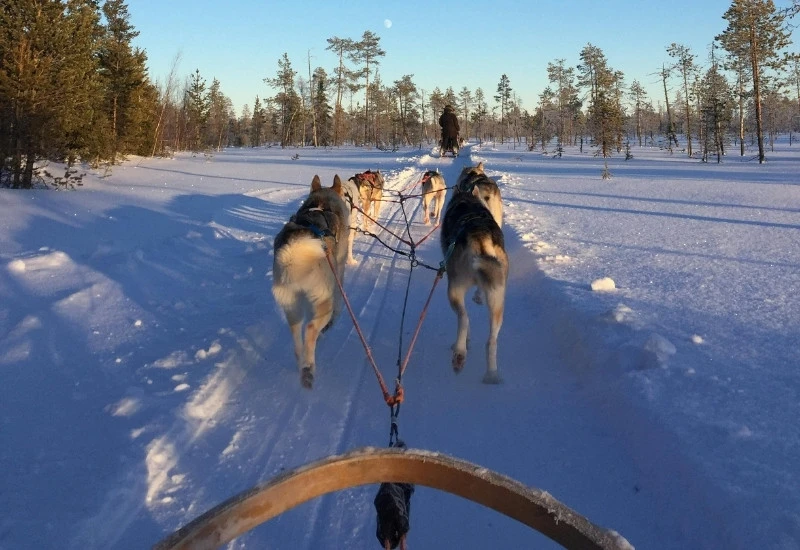 chiens de traineau sur un chemin enneig&eacute;